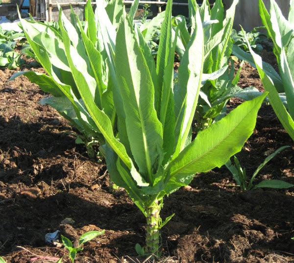 Green Asparagus Lettuce 500 Seeds