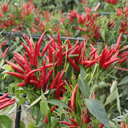 Sichuan Facing Heaven Chili Seeds – 200 Repacked Seeds | Spicy, High-Yield Chili for Home Gardens