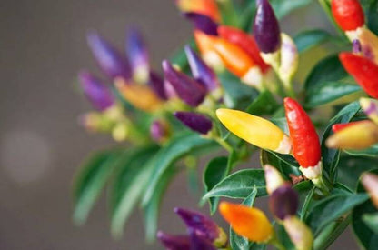 Bolivian Rainbow Chili Pepper Seeds – Ornamental & Edible Chili (50 Seeds)