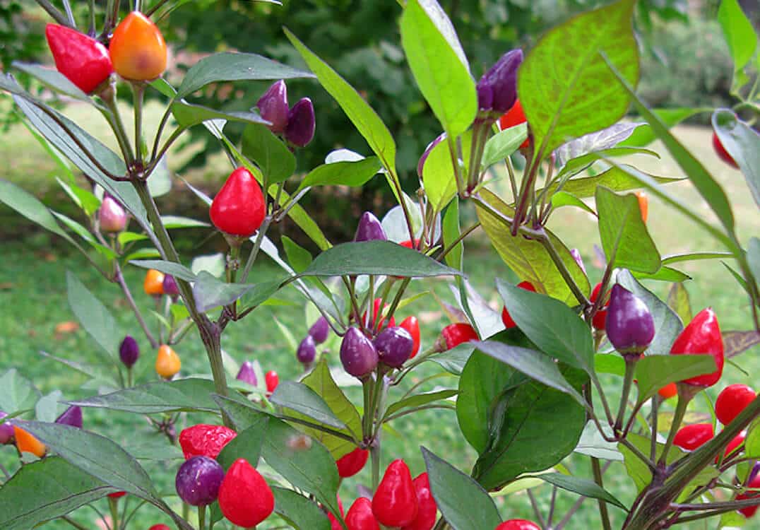 Bolivian Rainbow Chili Pepper Seeds – Ornamental & Edible Chili (50 Seeds)