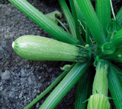 Long Zucchini Cuarzo – 10 Seeds (Repacked)