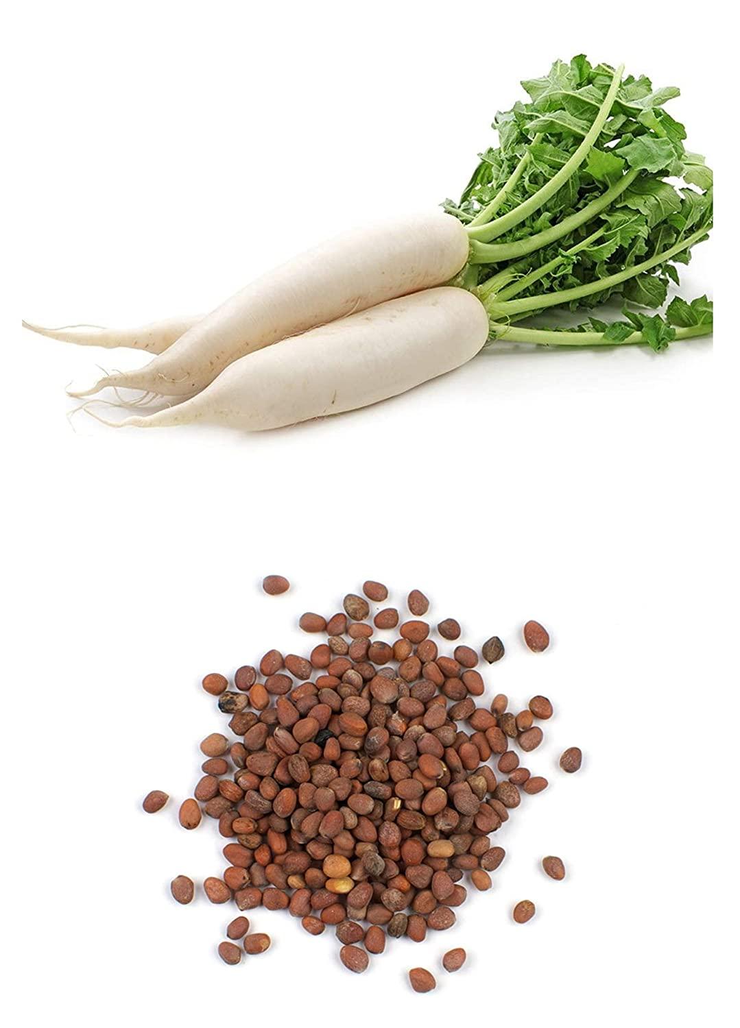 Daikon Radish Seeds – 100 Repacked Seeds | Crisp, Nutritious Root Vegetable for Home Gardens