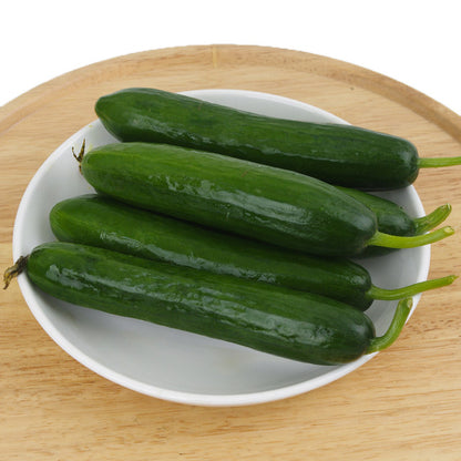 Dutch Cucumber Seeds – 10 Repacked Premium Seeds for Home Garden