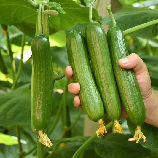Dutch Cucumber Seeds – 10 Repacked Premium Seeds for Home Garden
