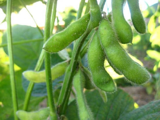 Edamame Seeds – Fresh Soybeans for Home Garden | 20 Seeds