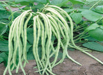 Green Dwarf Long Bean Seeds – 20 Repacked Seeds | Crisp, High-Yield Vegetable for Home Gardens