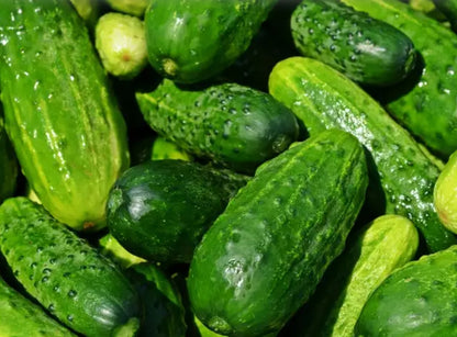 Fruit Crispy Cucumber Seeds – 20 Repacked Seeds | Crisp, Tender & Easy-to-Grow Vegetable for Home Gardens