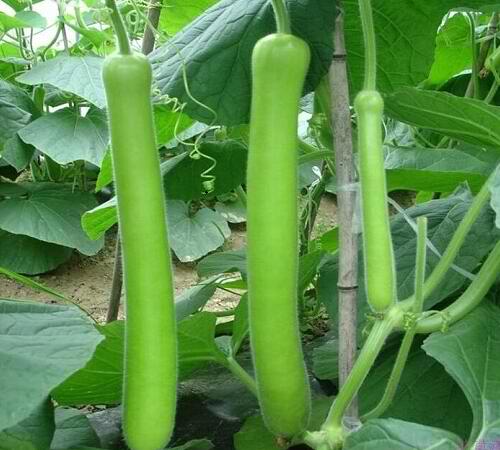 Upo (Bottle Gourd) Seeds 10pcs Repacked | Home Garden Vegetable | Long Green Gourds | Easy to Grow
