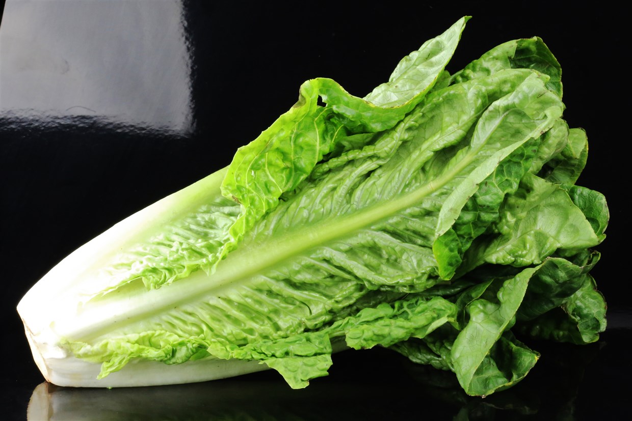 Great Romaine Lettuce 500 Seeds