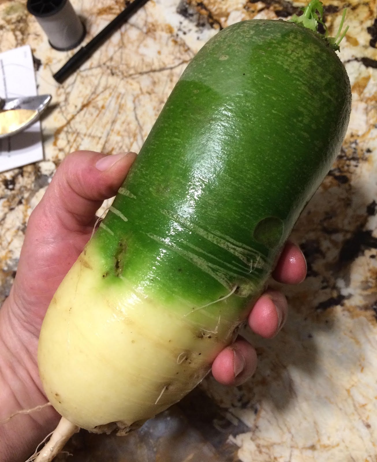 Green Long Radish Seeds – 100 Repacked Seeds | Crisp, Nutritious Root Vegetable for Home Gardens