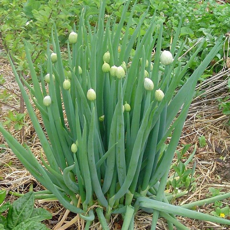 Scallion Seeds – 300 Repacked Premium Seeds for Home Garden