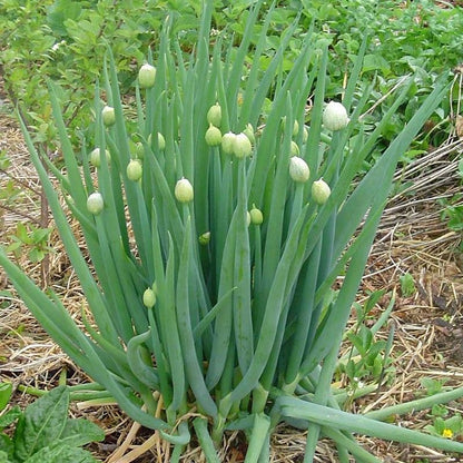 Scallion Seeds – 300 Repacked Premium Seeds for Home Garden