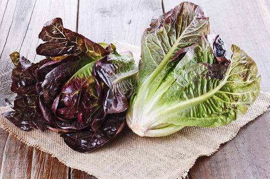 Baby Red Romaine Lettuce Seeds 500pcs Repacked | Crisp Salad Greens | Home Garden Vegetable Seeds
