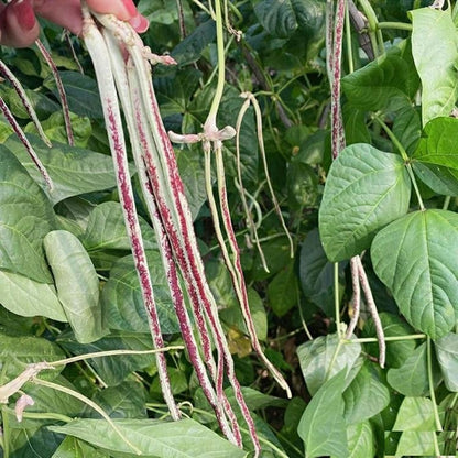 Leopard Stripe Long Bean 20 Seeds