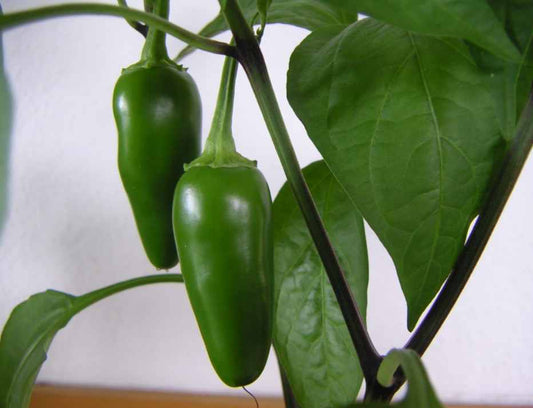 Jalapeño Chili Pepper Seeds – Classic Medium-Heat Chili (50 Seeds)