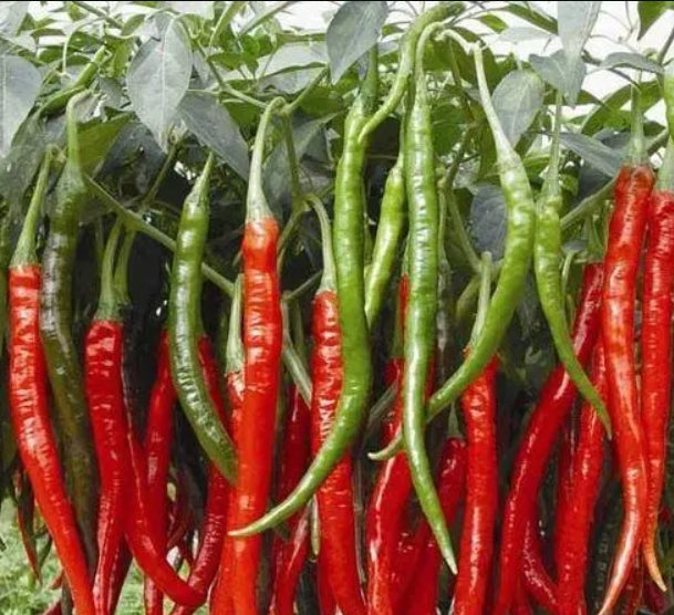 Chinese Long Chili Pepper Seeds – 150 Repacked Seeds | High-Yield, Spicy Variety | Easy to Grow for Home Gardens
