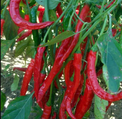 Chinese Long Chili Pepper Seeds – 150 Repacked Seeds | High-Yield, Spicy Variety | Easy to Grow for Home Gardens