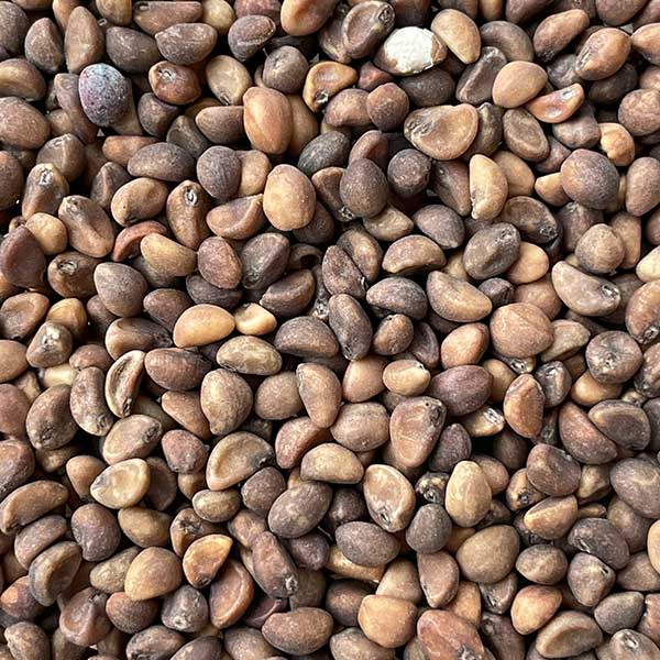 White Stem Kangkong Seeds – 50 Repacked Seeds | Nutritious, Fast-Growing Greens for Home Gardens