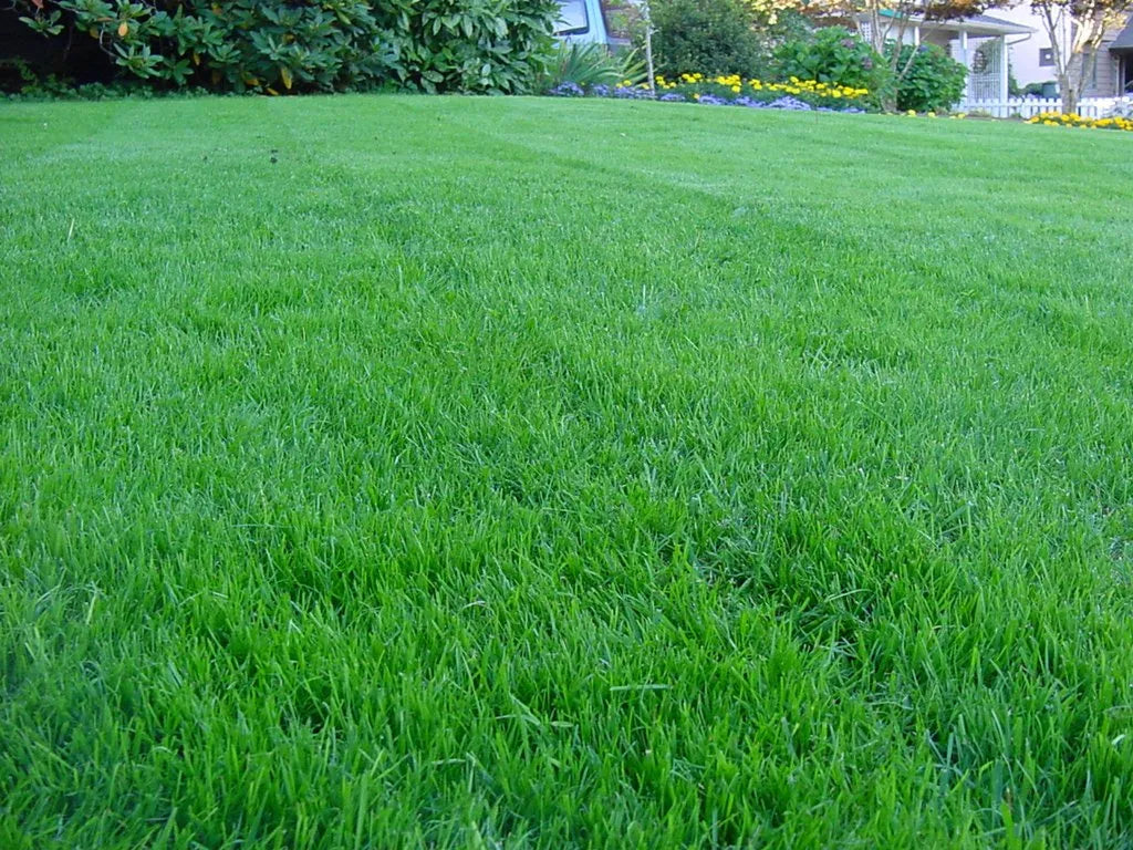 TRIAL PACK Kentucky Bluegrass Lawn Grass Seeds 40grams  ( 30,000 seeds )