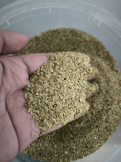 TRIAL PACK Kentucky Bluegrass Lawn Grass Seeds 40grams  ( 30,000 seeds )