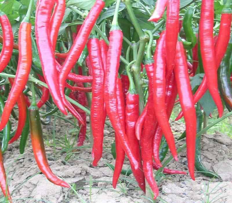 Chinese Long Chili Pepper Seeds – 150 Repacked Seeds | High-Yield, Spicy Variety | Easy to Grow for Home Gardens