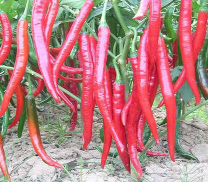 Chinese Long Chili Pepper Seeds – 150 Repacked Seeds | High-Yield, Spicy Variety | Easy to Grow for Home Gardens
