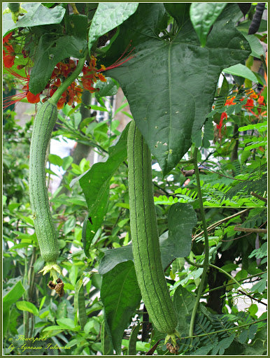 Long Patola Seeds – 20 Repacked Seeds | Tender, High-Yield Vegetable for Home Gardens