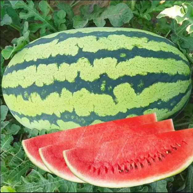 Oval Watermelon Seeds – Sweet, Juicy Red Flesh | 15 Seeds