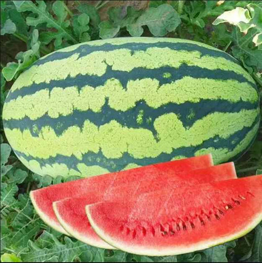 Oval Watermelon Seeds – Sweet, Juicy Red Flesh | 15 Seeds