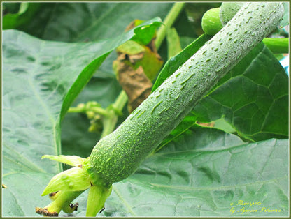 Long Patola Seeds – 20 Repacked Seeds | Tender, High-Yield Vegetable for Home Gardens