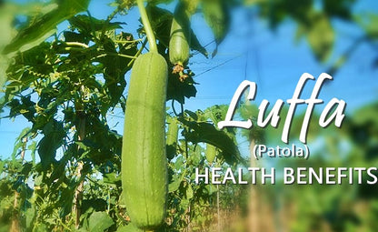 Big Luffa Patola (Large Luffa Gourd) 20 seeds
