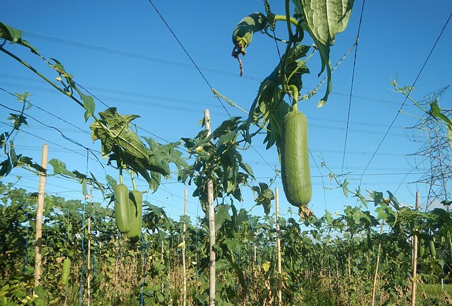 Big Luffa Patola (Large Luffa Gourd) 20 seeds