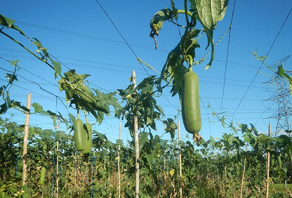 Big Luffa Patola (Large Luffa Gourd) 20 seeds