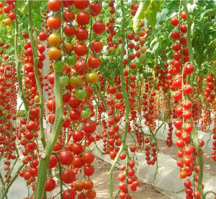 Millennial Cherry Tomato Seeds – 50 Repacked Seeds | Sweet, High-Yield Variety for Home Gardens