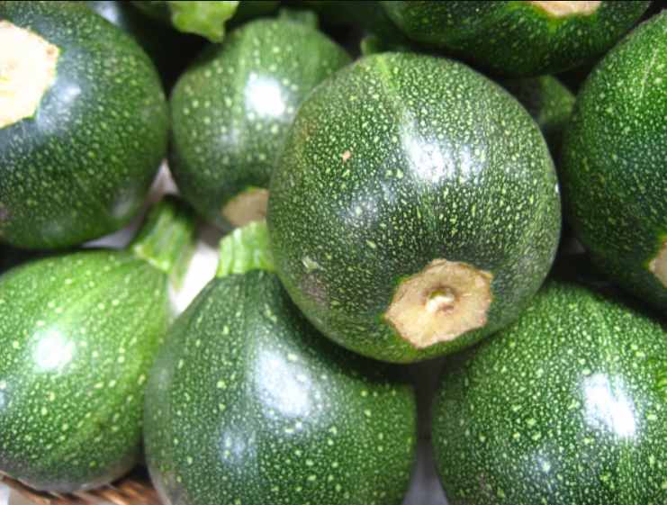 Round Zucchini Seeds 5pcs Repacked | Heirloom Summer Squash | Home Garden Vegetable Seeds