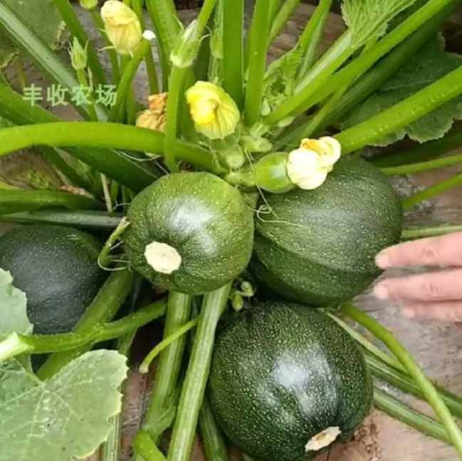 Round Zucchini Seeds 5pcs Repacked | Heirloom Summer Squash | Home Garden Vegetable Seeds