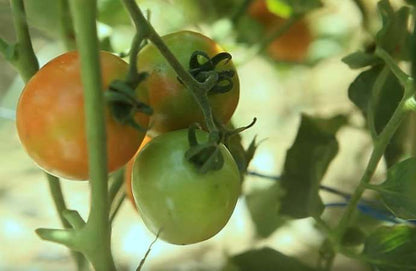 Native Tomato Seeds (100 pcs) – Repacked | Heirloom Kamatis for Home Gardening