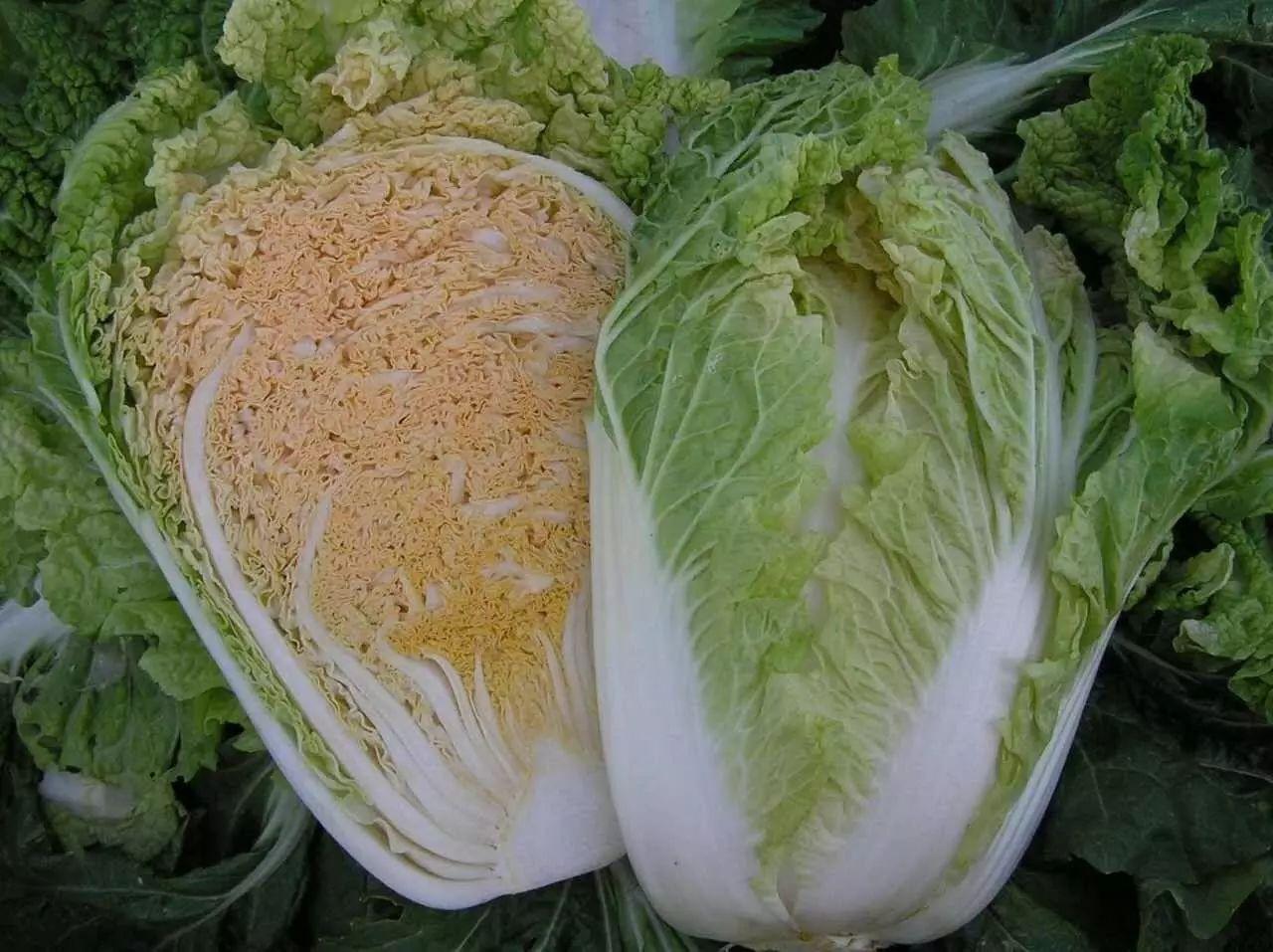 Chinese Cabbage Seeds – 300 Repacked Seeds | Fast-Growing, Nutritious Leafy Vegetable for Home Gardens