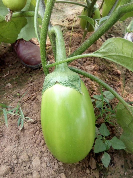 Oval Green Eggplant Seeds – 150 Repacked Premium Seeds for Home Garden