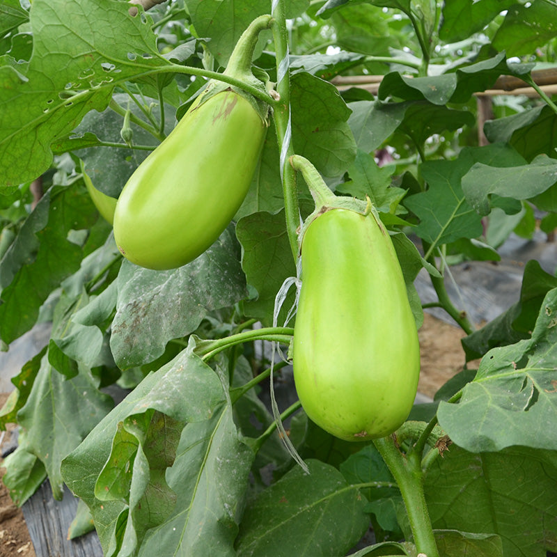 Oval Green Eggplant Seeds – 150 Repacked Premium Seeds for Home Garden