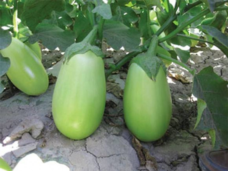 Oval Green Eggplant Seeds – 150 Repacked Premium Seeds for Home Garden