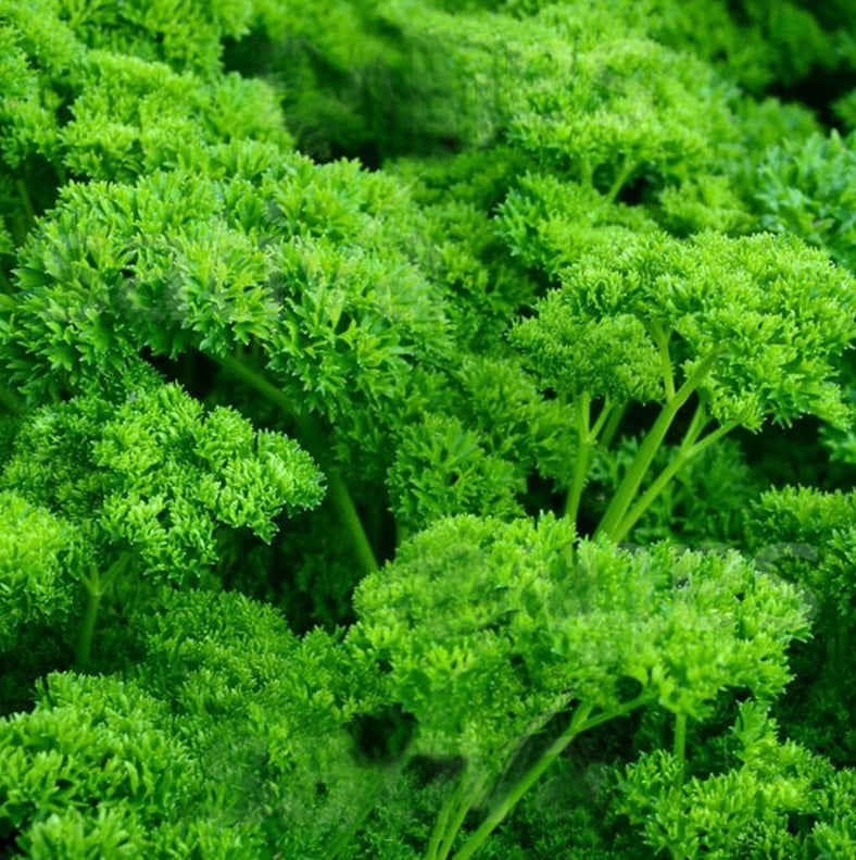Parsley Seeds – 300 Repacked Seeds | Aromatic, Fast-Growing Herb for Home Gardens