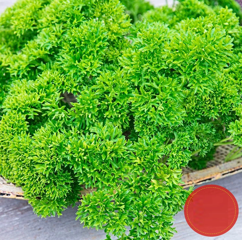 Parsley Seeds – 300 Repacked Seeds | Aromatic, Fast-Growing Herb for Home Gardens