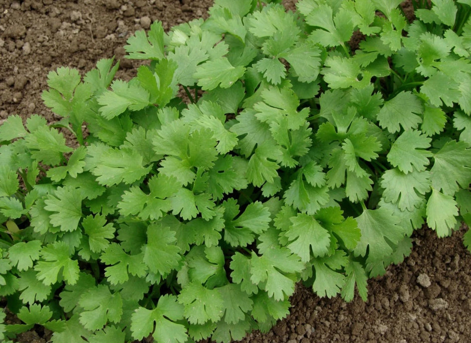 Cilantro Seeds – 300 Repacked Seeds | Aromatic, Fast-Growing Herb for Home Gardens