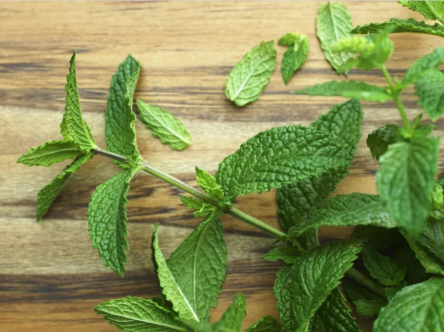 Natural Mint Herb Seeds (500 seeds)