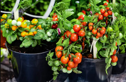 Cherry Potted Tomato Seeds – 50 Repacked Seeds | Compact, High-Yield Variety for Home Gardens & Containers