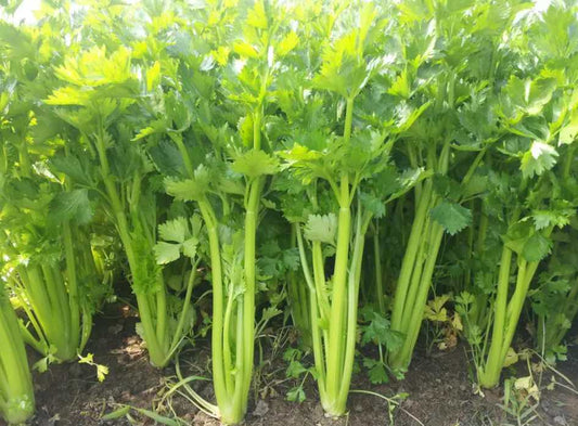 Small Celery Seeds – 3000 Repacked Seeds | Nutritious, High-Yield Variety | Easy to Grow for Home Gardens