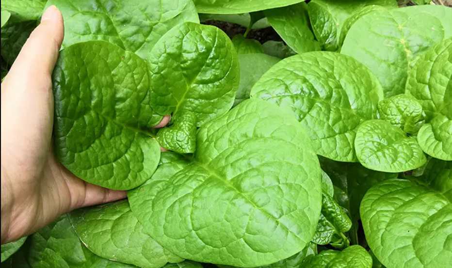 Green Alugbati (Malabar Spinach) – 50 Seeds