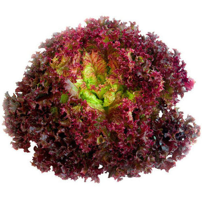 Purple Leaf Lettuce 500 Seeds