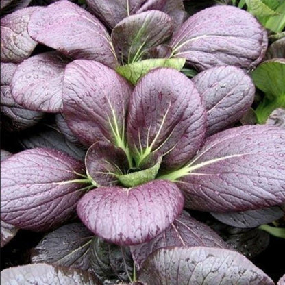 Purple Pechay Seeds – Vibrant Asian Leafy Vegetable (250 Seeds)